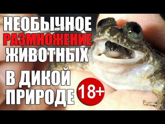 НЕОБЫЧНОЕ РАЗМНОЖЕНИЕ ЖИВОТНЫХ В ДИКОЙ ПРИРОДЕ