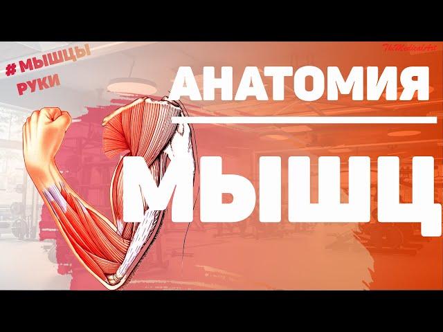 Мышцы руки / Мышцы верхней конечности / Анатомия мышц верхней конечности / МИОЛОГИЯ /