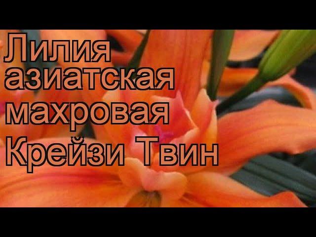 Лилия азиатская махровая (lilium asiatic crazy twin)  лилия обзор: как сажать луковицы лилии