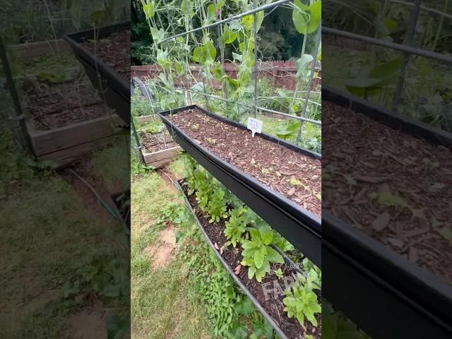 Growing Vertical using Hanging Window Boxes Attached to Cattle Panel Trellises