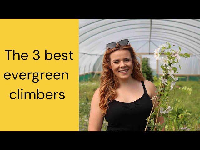 The best evergreen climbers