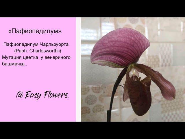 Пафиопедилум Чарльзуорта (Paph. Charlesworthii).  Мутация цветка  у венериного башмачка.