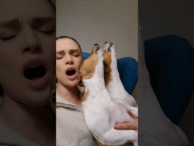 "Жил был пес". Точнее два Похоже спели? #собака #джекрасселтерьер #жилбылпес