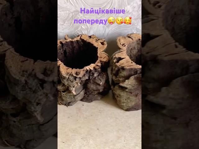 Вау! Те що треба для моїх красунь! Природня посадка#orchid #plants #garden #посадка #україна