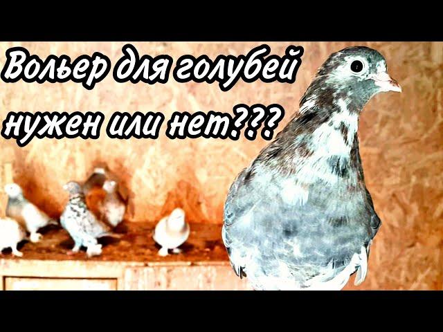 Вольер для голубей,нужен или нет?An aviary for pigeons, is it necessary or not?