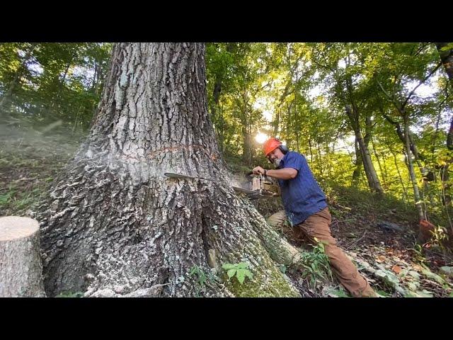 Biggest hardwood he's ever cut in his 40 years of timber cutting