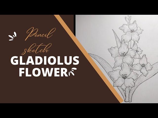 How To Draw Gladiolus Flower Step By Step/pencil Sketch.