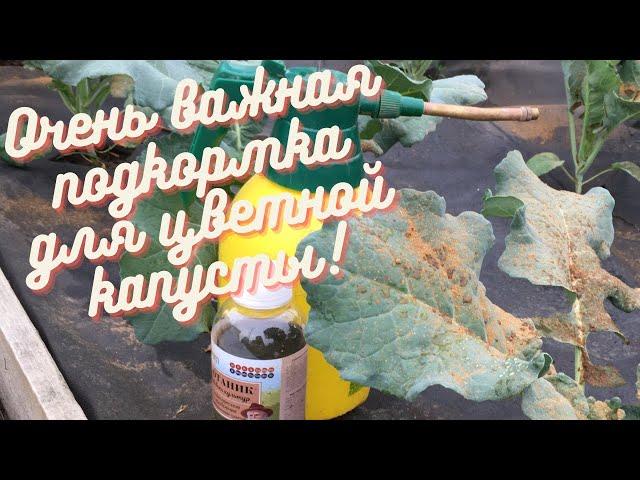 Важная подкормка цветной капусты для 100% завязывания соцветий!