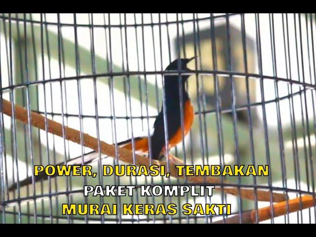 MURAI BATU PAKET KOMPLIT POWER, DURASI, TEMBAKANKERAS SAKTI - H. TAUFAN PJSF.