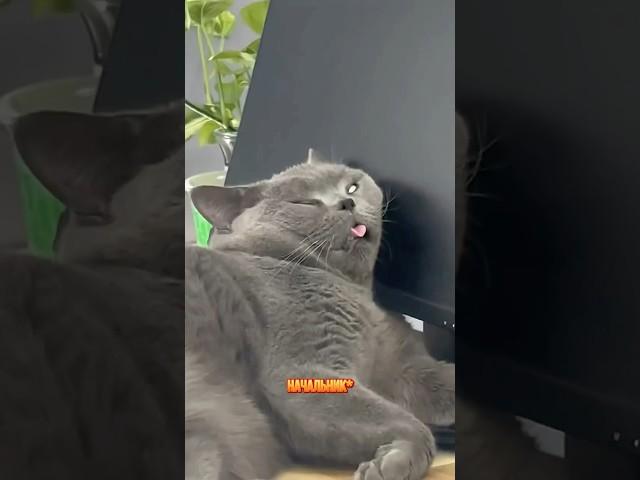 Смешной случай в офисе - отрывок из к/ф о говорящих котах Подборка мемов о животных #озвучкакота