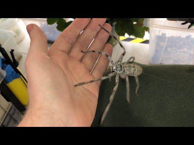 Giant Huntsman Spider from Australia