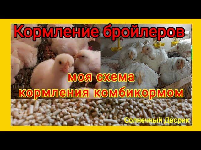 Кормление бройлеров комбикормом.Моя схема кормления для хорошего роста. Бройлеры Арбор Айкрес