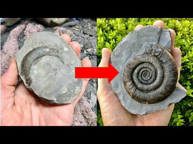 An Introduction to Fossil Preparation! Ammonites and Crinoid