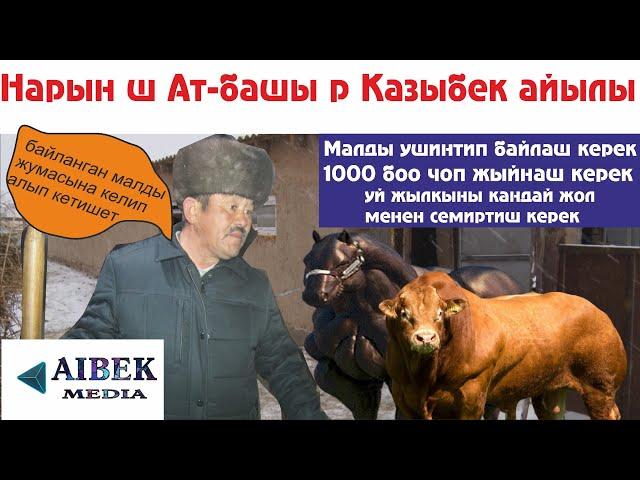 Казыбек айылы Бактыбек Осмонов фермер кылуудан тажабайм байланган малды жумасына уйдон алып кетишет