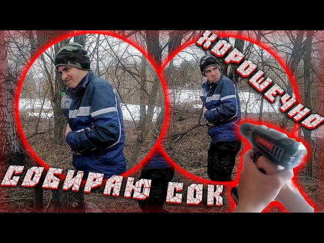 Как правильно собирать кленовый сок. Способ от Вовы.