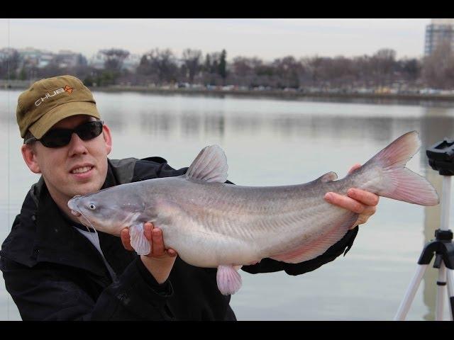 Hand-Over-Fist Catfish and Carp fishing in Washington DC