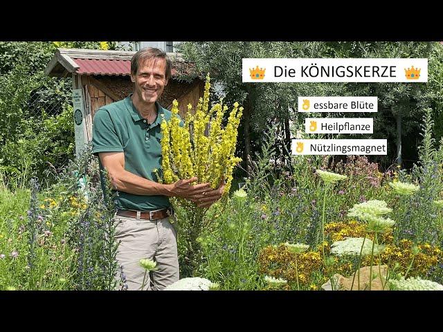 Heilpflanzen für den eigenen Garten - die KÖNIGSKERZE 