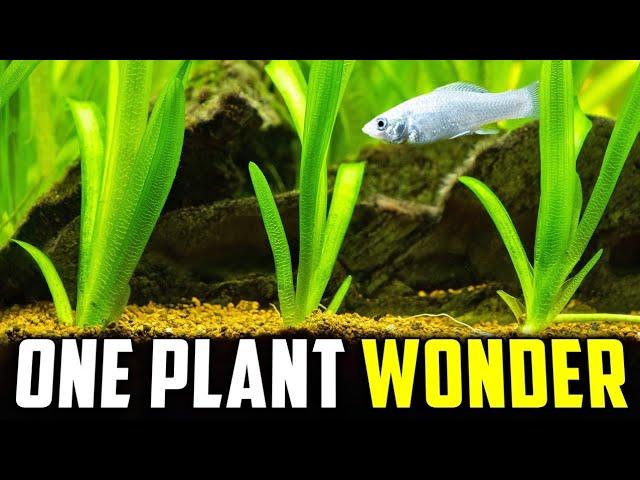 The Only Aquarium Plant You'll Ever Need (It'll Never Stop Growing!)