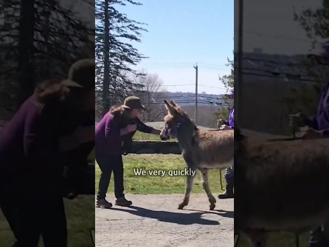 Two donkeys make the farm laugh