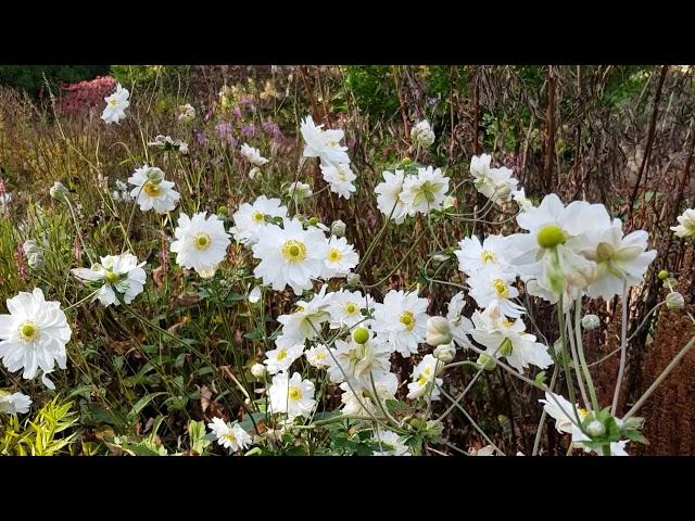 Anemone x hybrida ‘Whirlwind’