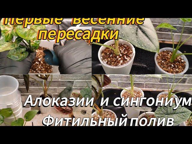 Первые весенние пересадки | АЛОКАЗИИ и СИНГОНИУМ | ФИТИЛЬНЫЙ ПОЛИВ