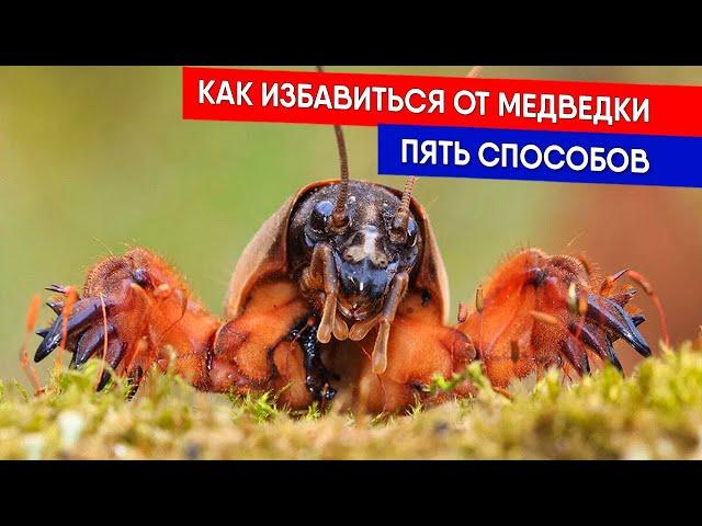 ПЯТЬ СПОСОБОВ - КАК ИЗБАВИТЬСЯ ОТ МЕДВЕДКИ