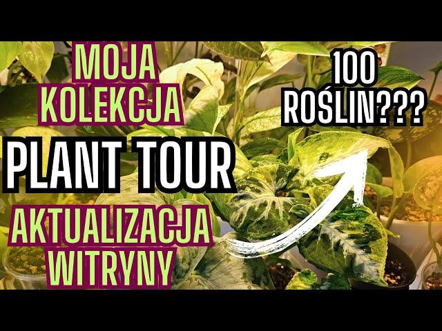 PLANT TOUR  Moja kolekcja roślin 