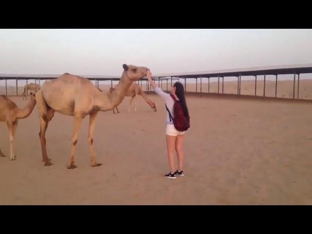 Camel Farm Visit in Dubai by SAADI Tourism