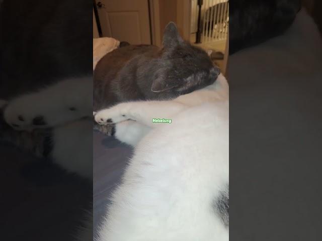 Бонифаций  анекдот  про МУЖИКА #cat  #catlovers  #анекдоты