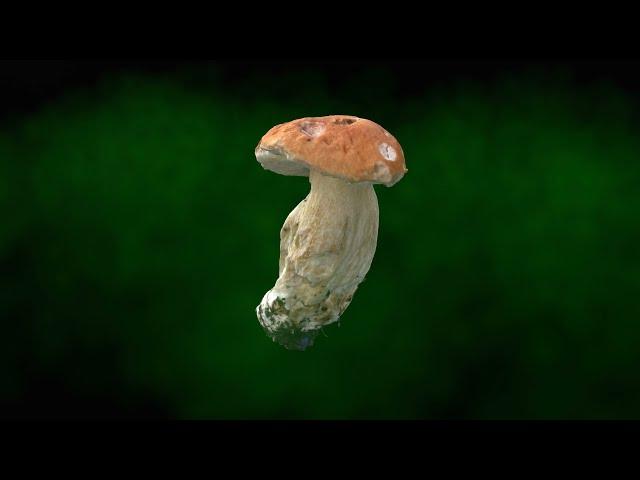 Real mushroom in 3D - Boletus edulis, 0038