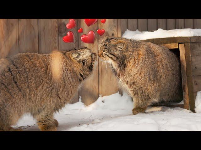 Pallas’s cat Achi is loudly calling Snezhinka out on a date!