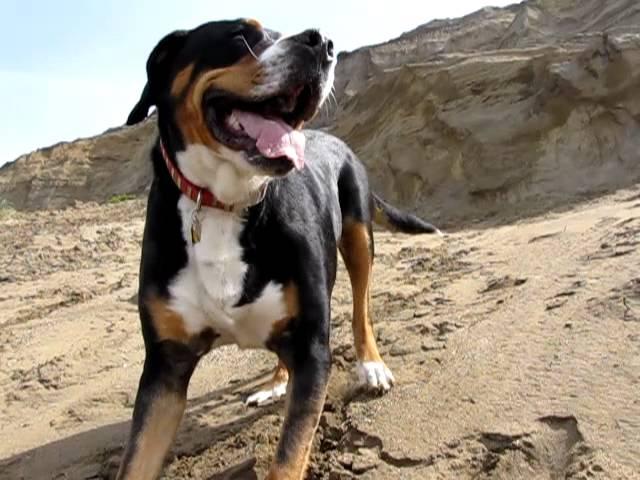 Mocha at Fort Funston, San Francisco, CA