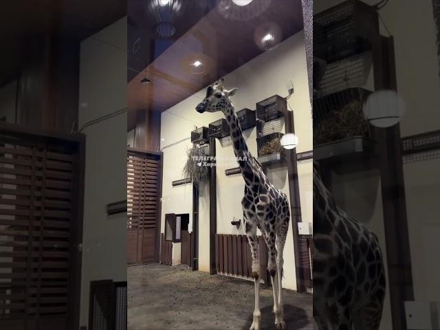 Discover the Hidden Wonders of Kharkiv Zoo: A Day in Ukraine's Best-Kept Secret!  #animals #lion