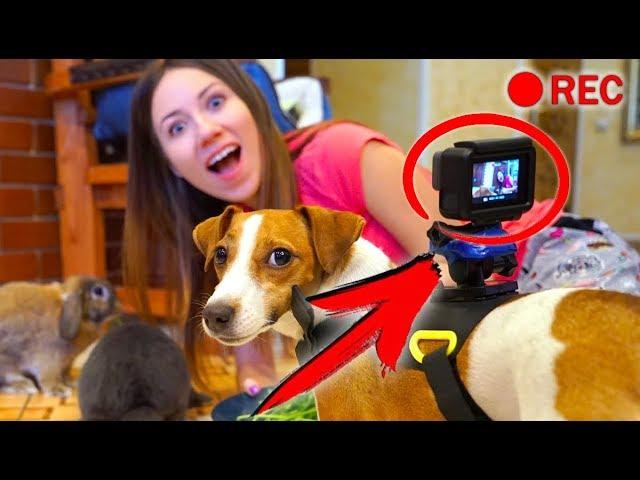 ПРИСОБАЧИЛИ Камеру НА ДЖИНУ ЧТО БУДЕТ ? СКРЫТАЯ КАМЕРА | Дом Призрак Elli Di Pets