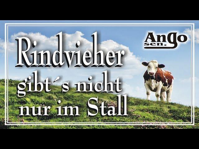  Rindvieher gibt´s nicht nur im Stall …man findet sie heutzutage überall