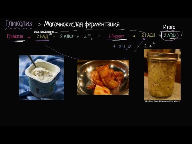 Молочнокислое брожение (видео 11) | Клеточное дыхание | Биология