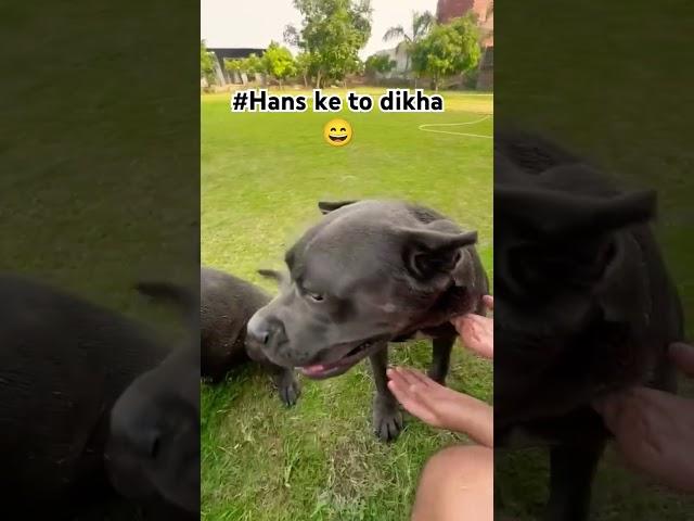 #canecorso #dog #funny #views_viral_video_subscribers #dogoargentinadogs #farmdogs #pets #farm #pitb