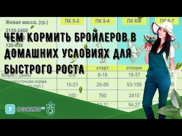 Чем кормить бройлеров в домашних условиях для быстрого роста