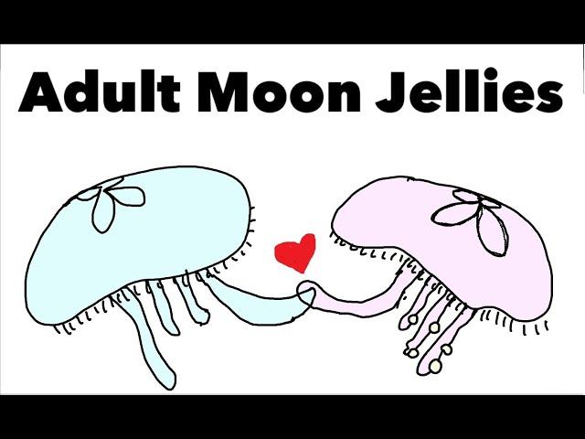 Moon Jelly (Aurelia aurita) Life Cycle