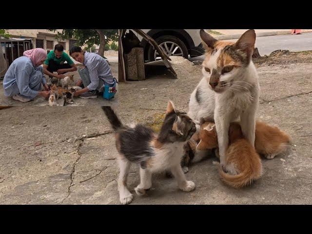 As soon as Mama Cat came down from the top, all the kittens came out for a boob.