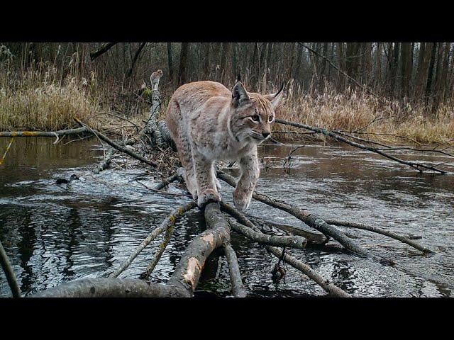 Eurasian lynxes crossing waterways