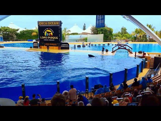 LORO PARQUE - TENERIFE - CANARY ISLANDS 2022 - 4K