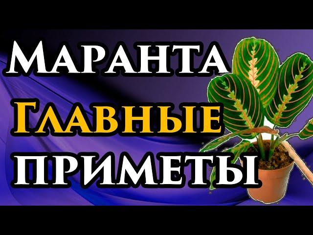 БЕРЕГИ ЦВЕТОК! Маранта приметы и суеверияНародные ПРИМЕТЫ про нее в доме и магические свойства