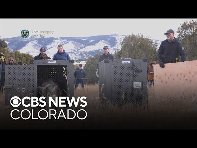 Colorado wolf reintroduction reaches one year mark