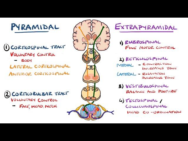 Extrapyramidal and Pyramidal Tracts - Descending Tracts of the Spinal Cord | (Includes Lesions)