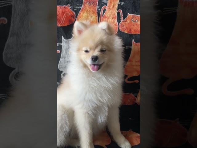 Спасибо за подписку! #dog #pomeranian #pets #собака #doglover #