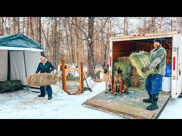 Firewood & Cinnamon Rolls! Winter Chores at the New Cabin!