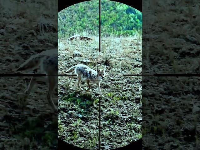 coyote hunting with sniper rifle #coyote #hunting #animals #snipers #shorts #wildlife