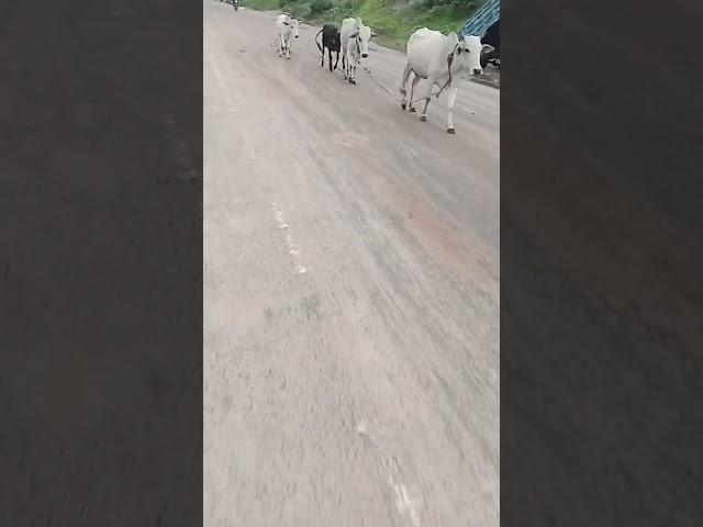 cows being ferried off the market.