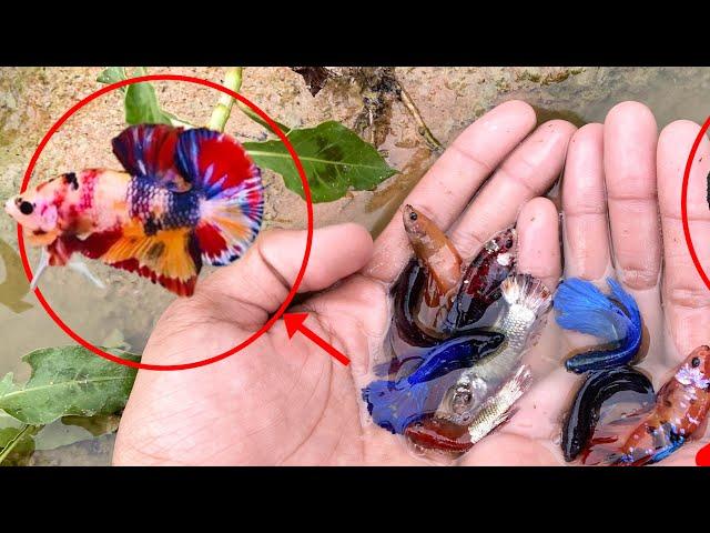 Fishing for Betta: An Unforgettable Nature Experience